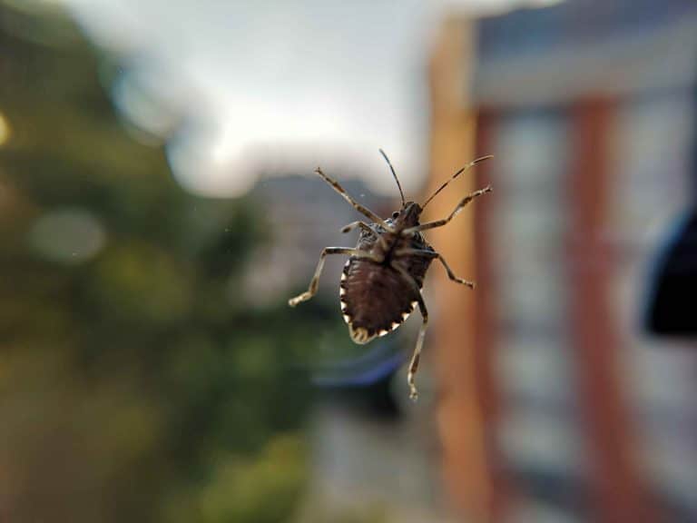 shutterstock_1514195810_11zon